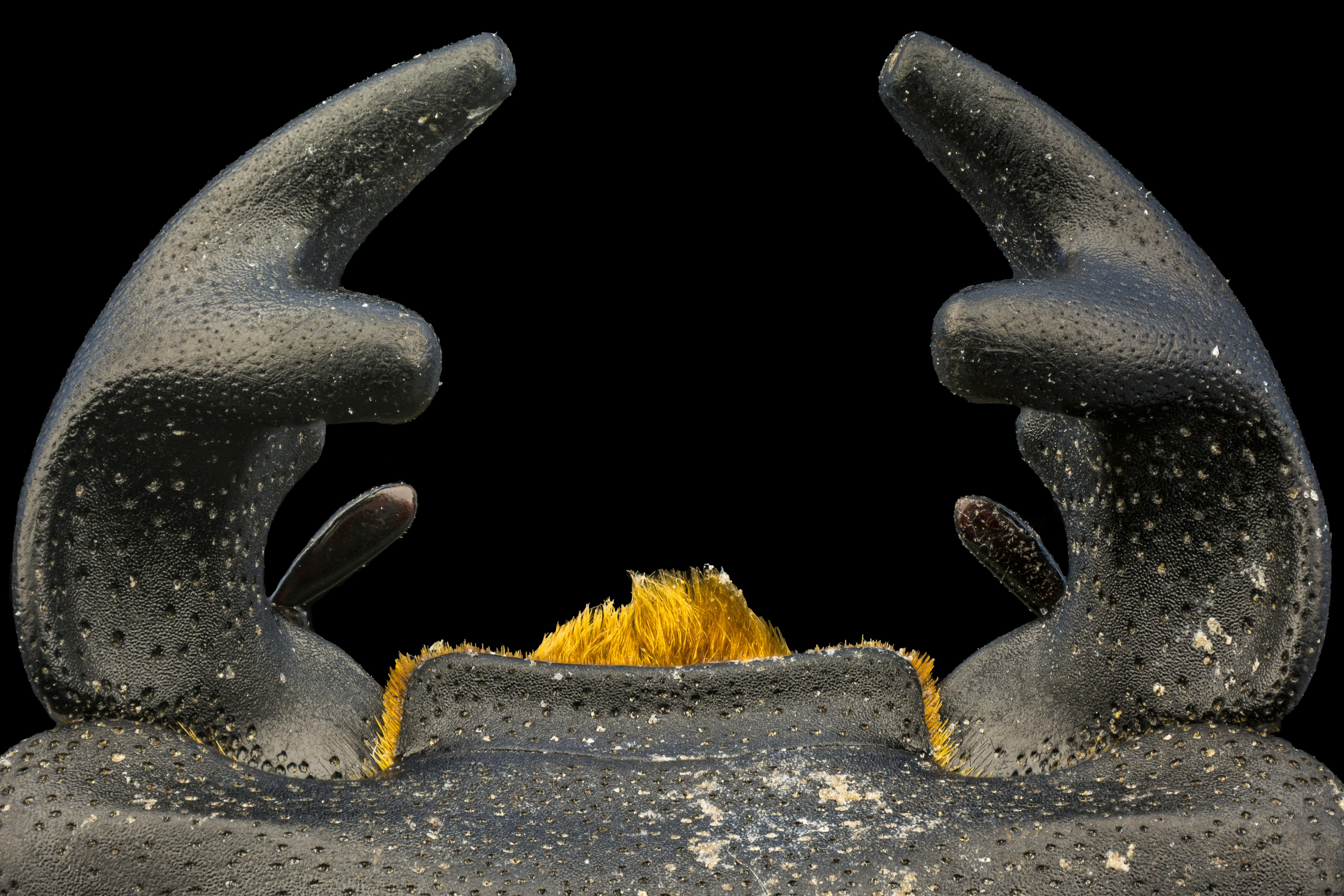 grátis Foto profissional grátis de anatomia do besouro, animais selvagens, animal Foto profissional