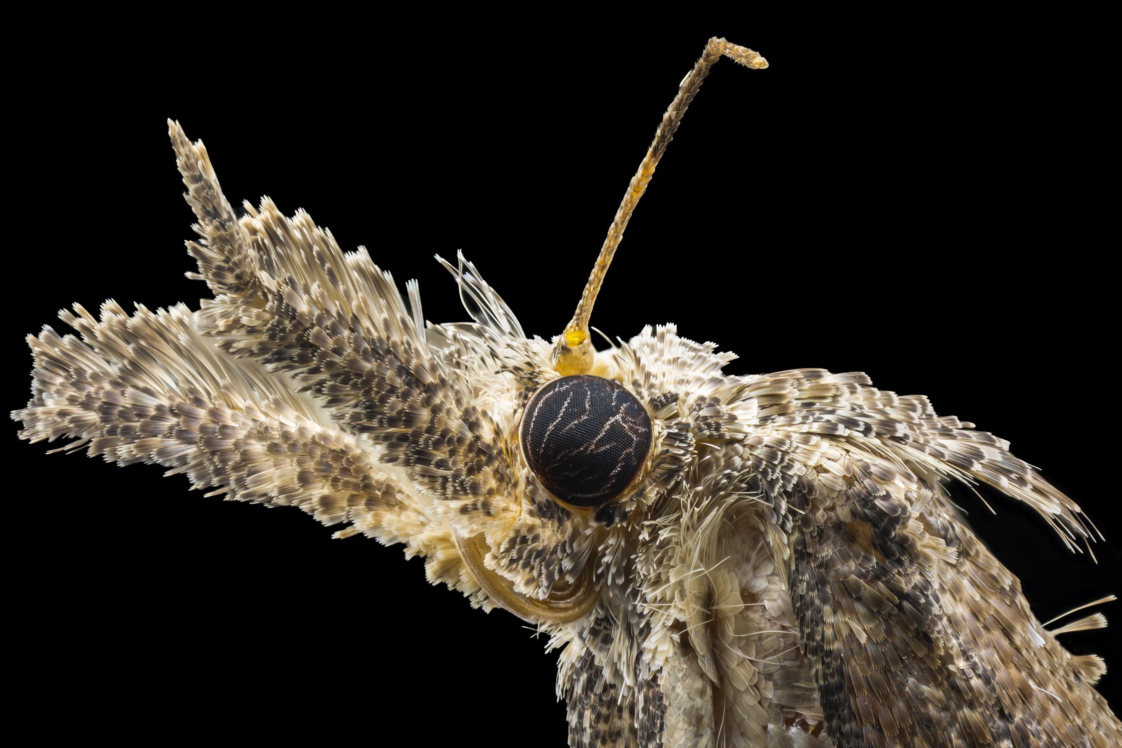 Insect Close Up Pattern Extreme Close up of Insect · Free Stock Photo