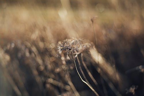 Withered Stem of Flower