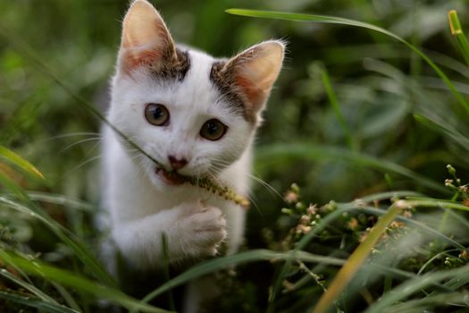不同种类的猫草盆栽展示