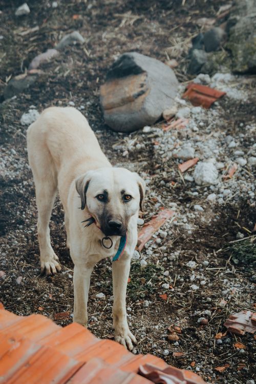 Free A cute Labrador Retriever standing on rocky terrain, surrounded by natural elements. Stock Photo