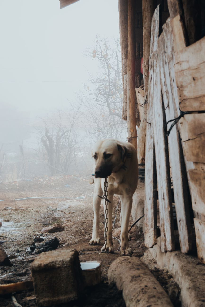 Câine legat în lanț, cu expresie tristă, în fața unei baze de date pentru microcipare Câine legat în lanț, cu expresie tristă, în fața unei baze de date pentru microcipare
