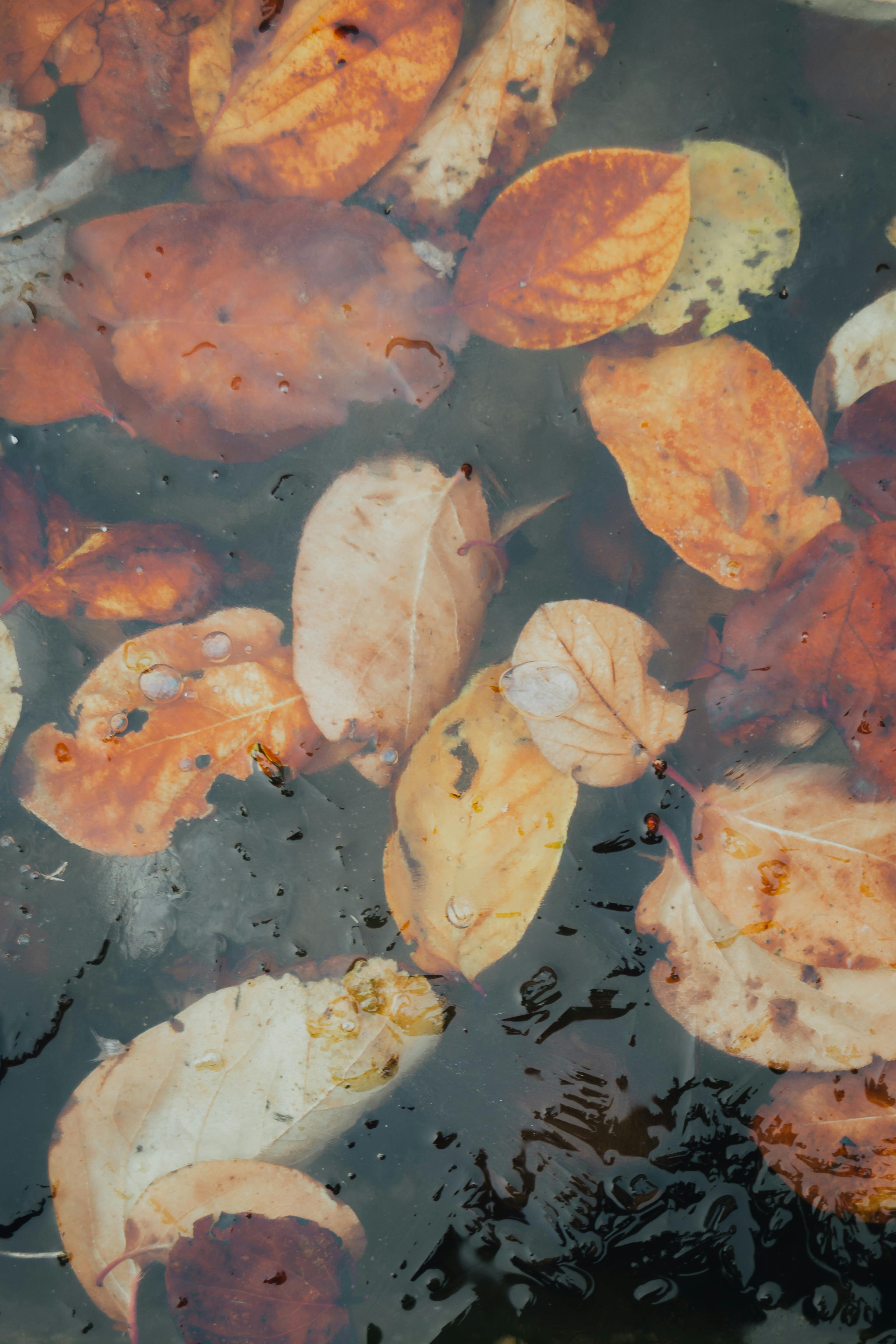Colorful autumn leaves float on a rain-soaked surface, showcasing fall's beauty.