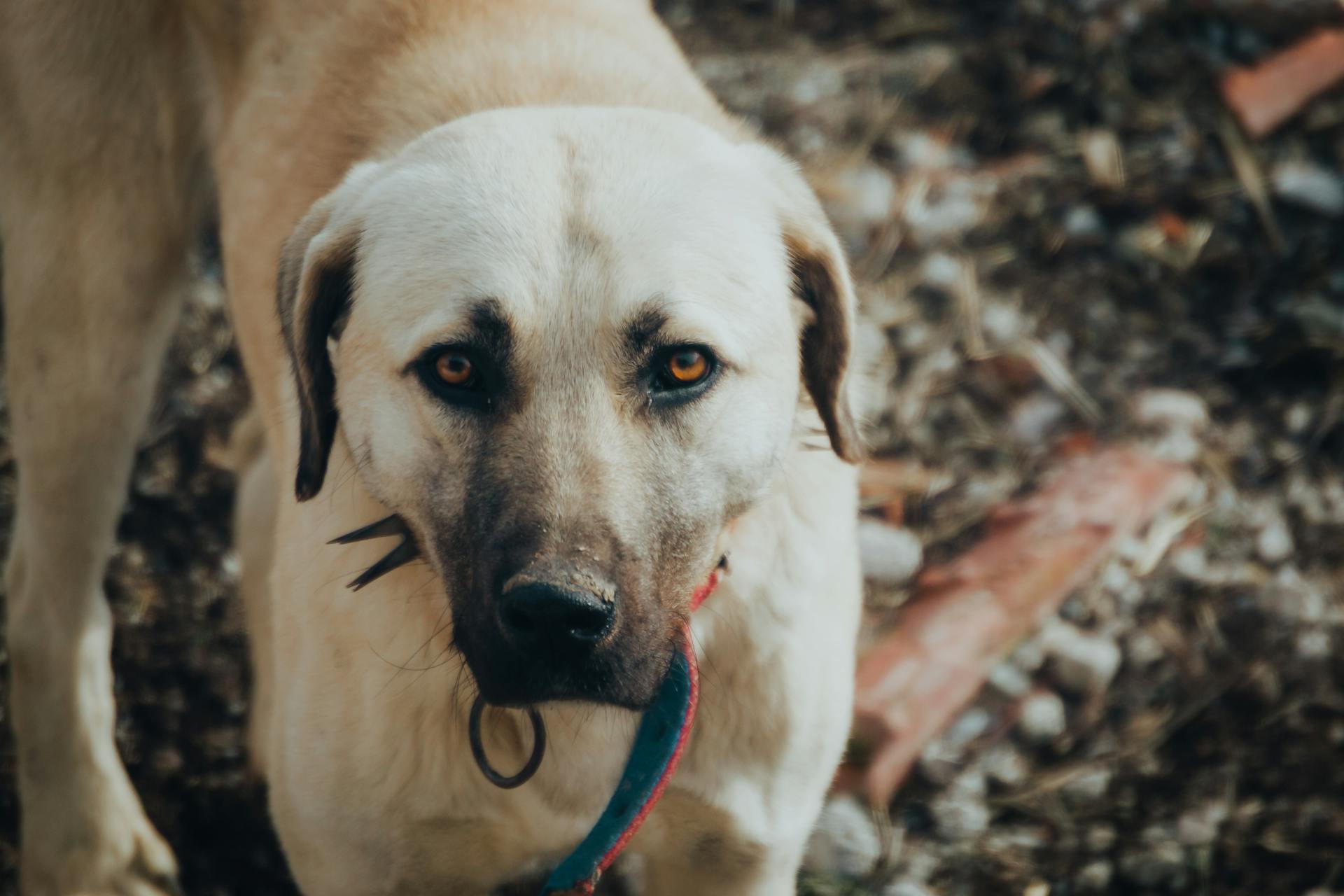 Close-up of a Dogs Head