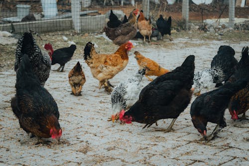 Chickens Pecking Grain in the Yard