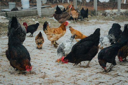 Free A flock of diverse chickens pecking grains in a rustic farm environment. Stock Photo