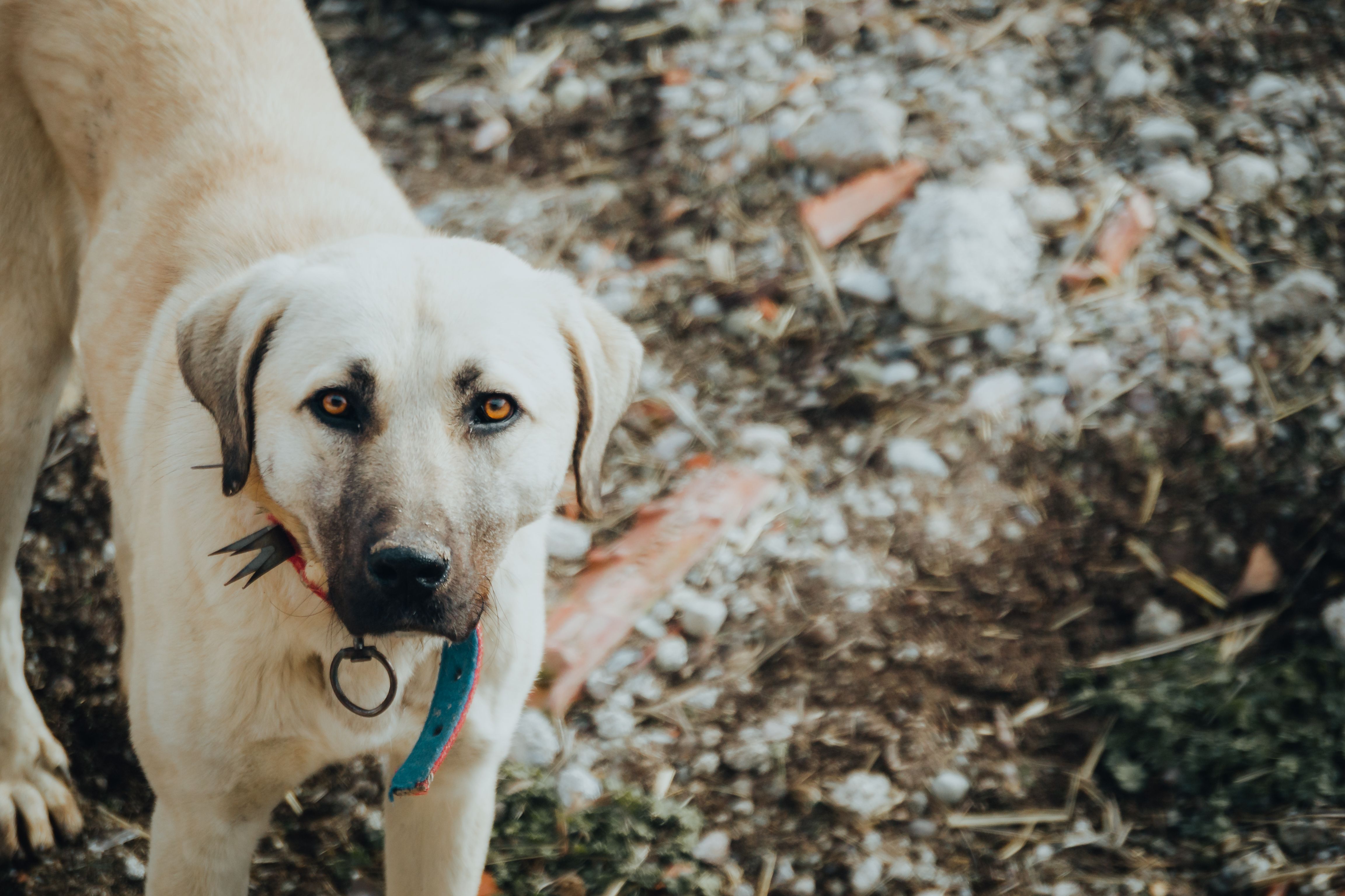 A large light-colored dog wearing a collar stands outdoors on a rocky surface.