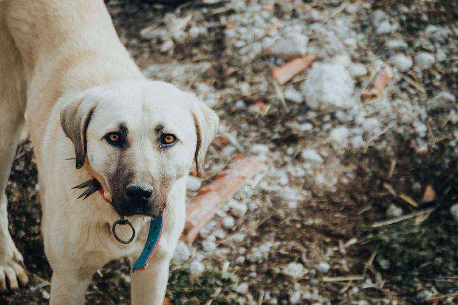A large light-colored dog wearing a collar stands outdoors on a rocky surface.