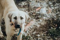 Loyal Dogs Photos, Download The BEST Free Loyal Dogs Stock Photos
