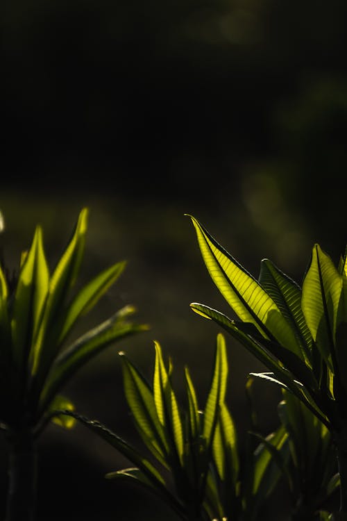 Foto stok gratis alam, Daun-daun, fokus selektif