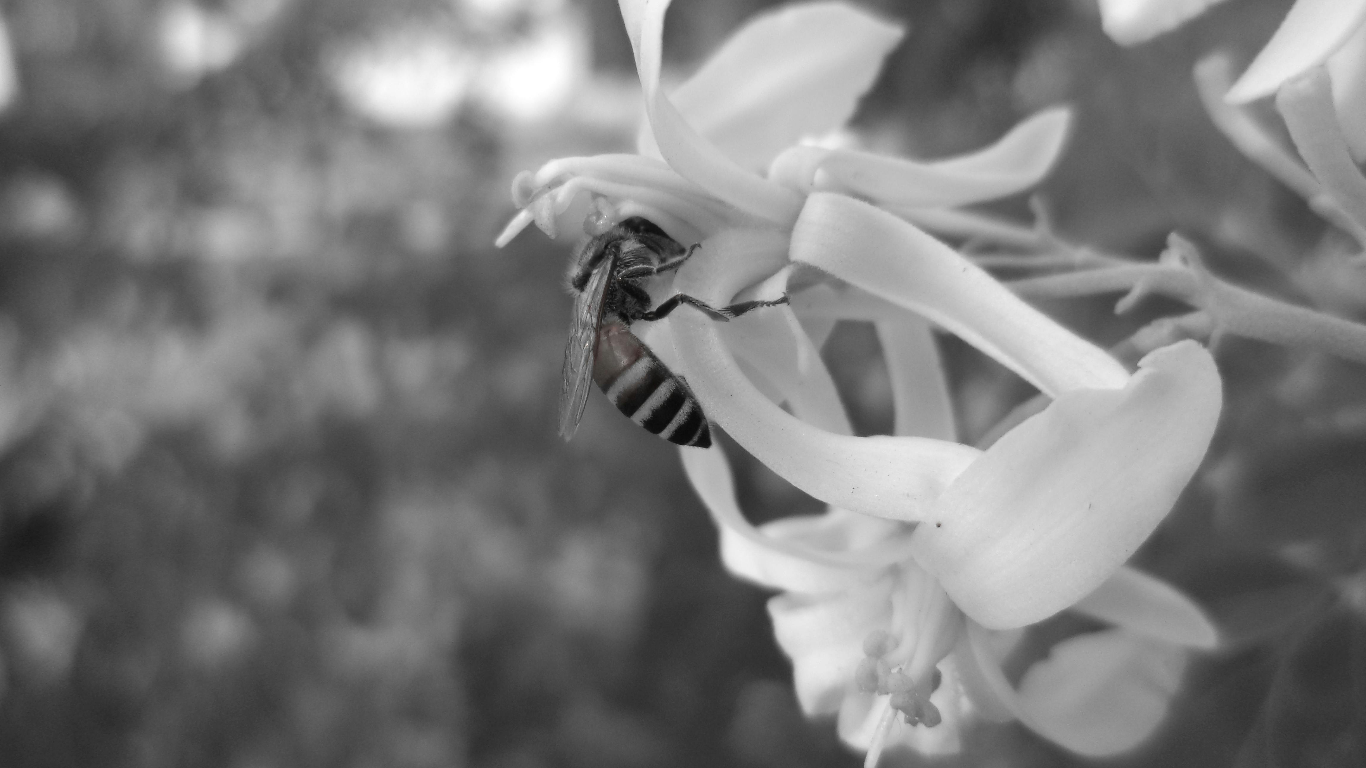 Free stock photo of black white honey bee, drumstick tree flower