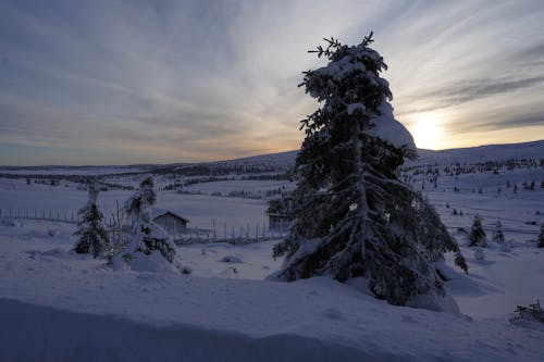 Landscape of Snowy Hills and Trees 