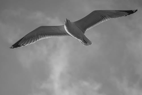 Flying Gull with its Wings Spread