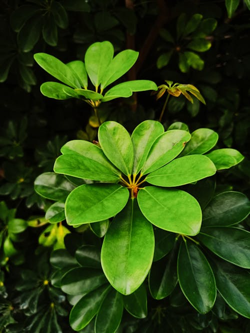 Бесплатное стоковое фото с большие листья, вечнозеленое дерево, лепестки