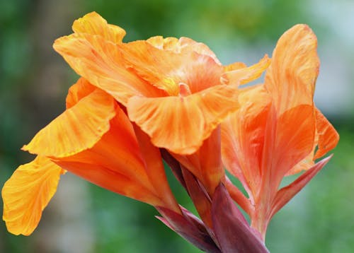 Peach Canna Lily "Tropical Sunrise" 