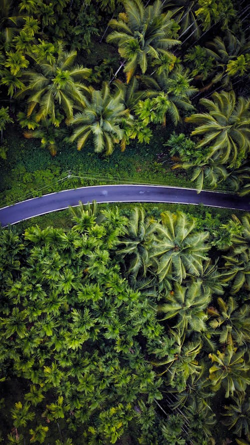 Road in Jungle