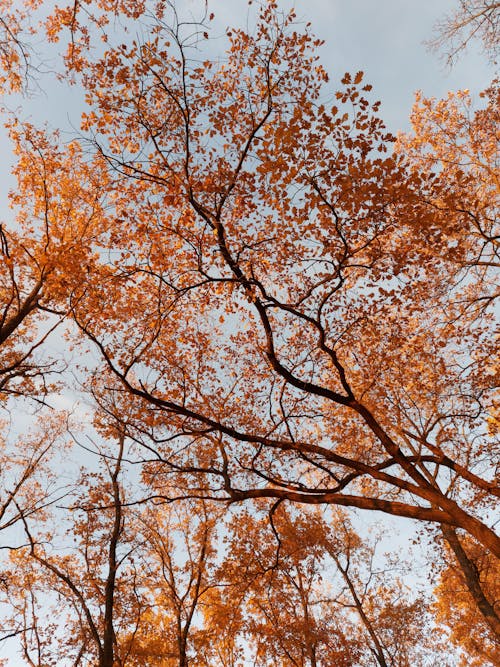 Gratis arkivbilde med blå himmel, brune blader, falle
