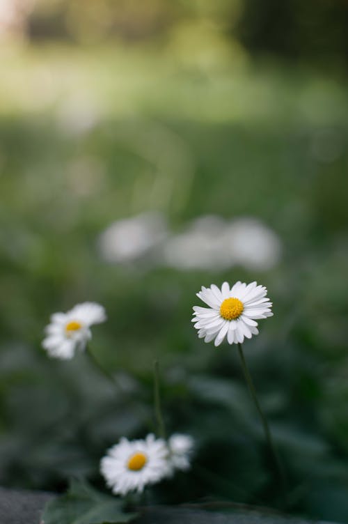 꽃, 데이지, 배경이 흐린의 무료 스톡 사진