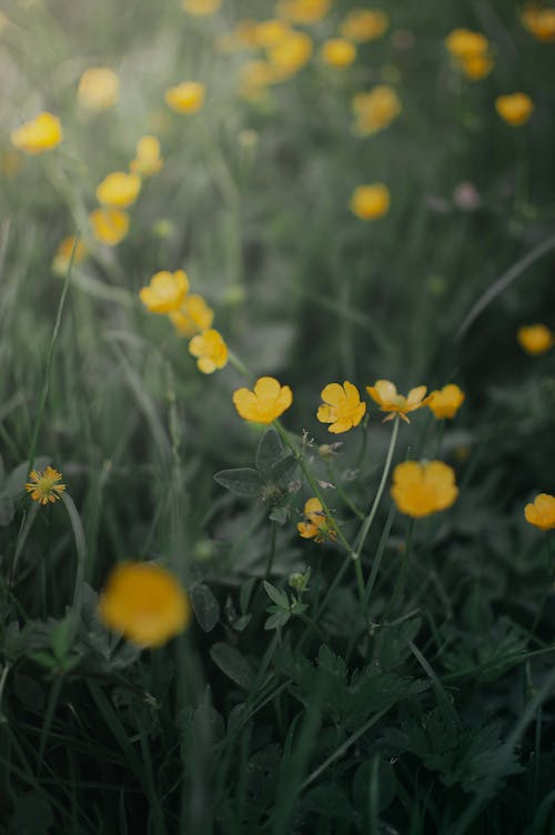Close-up of Tiny Yellow Buttercup Flowers 