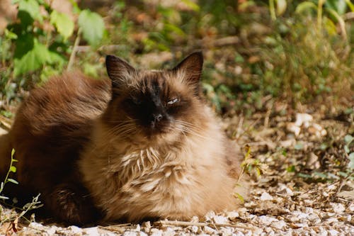 Kostenloses Stock Foto zu balinesische katze, haustier, liegen