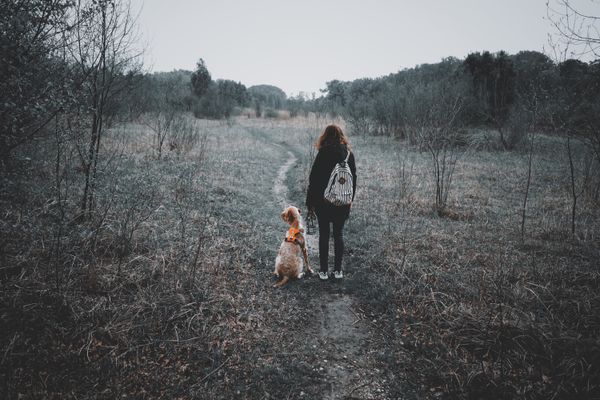 Pet Day Care Services in Crayford