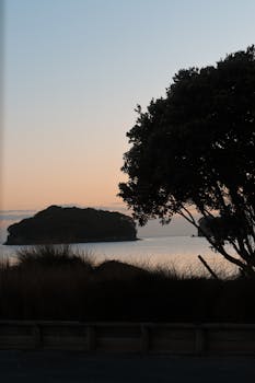 Silhouette of trees and the ocean during sunrise at Whangamatā, New Zealand.