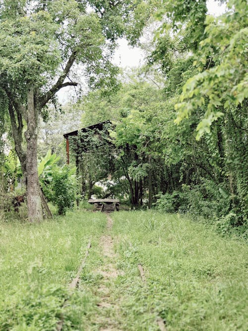 Imagine de stoc gratuită din arbori, arbuști, câmp