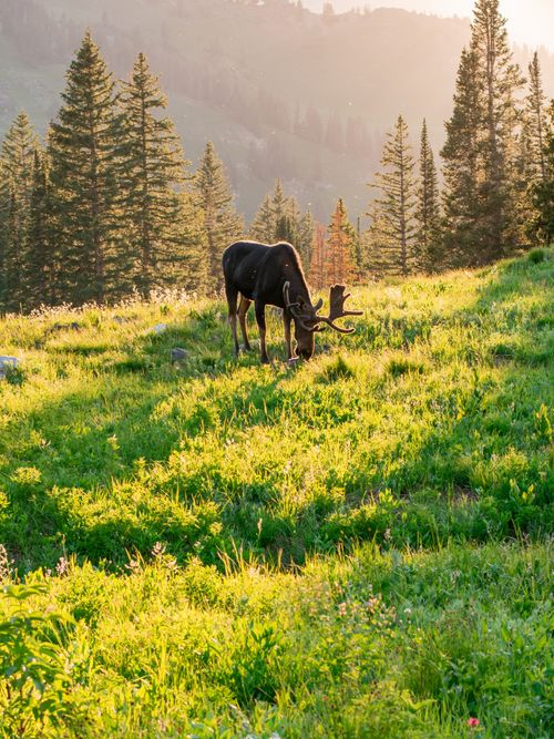 Free A moose stands gracefully in a sunlit meadow in Brighton, UT, surrounded by lush grass and pine trees. Stock Photo