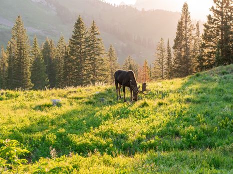 A moose grazes in a sunlit meadow surrounded by trees and mountains in Brighton, Utah.