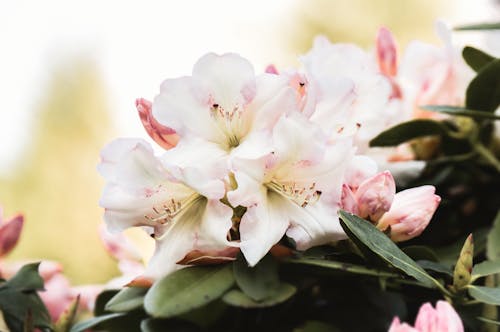 Decorative Blooming Rhododendron Pink Flowers