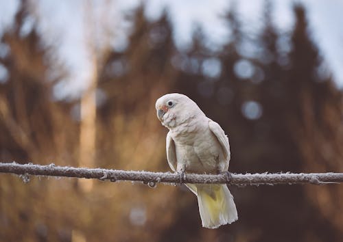 Close-up of a Tanimbar Corella Sitting on a Rope 