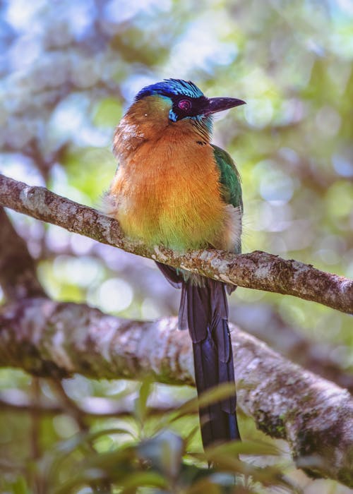 Colorful Bird in a Forest 