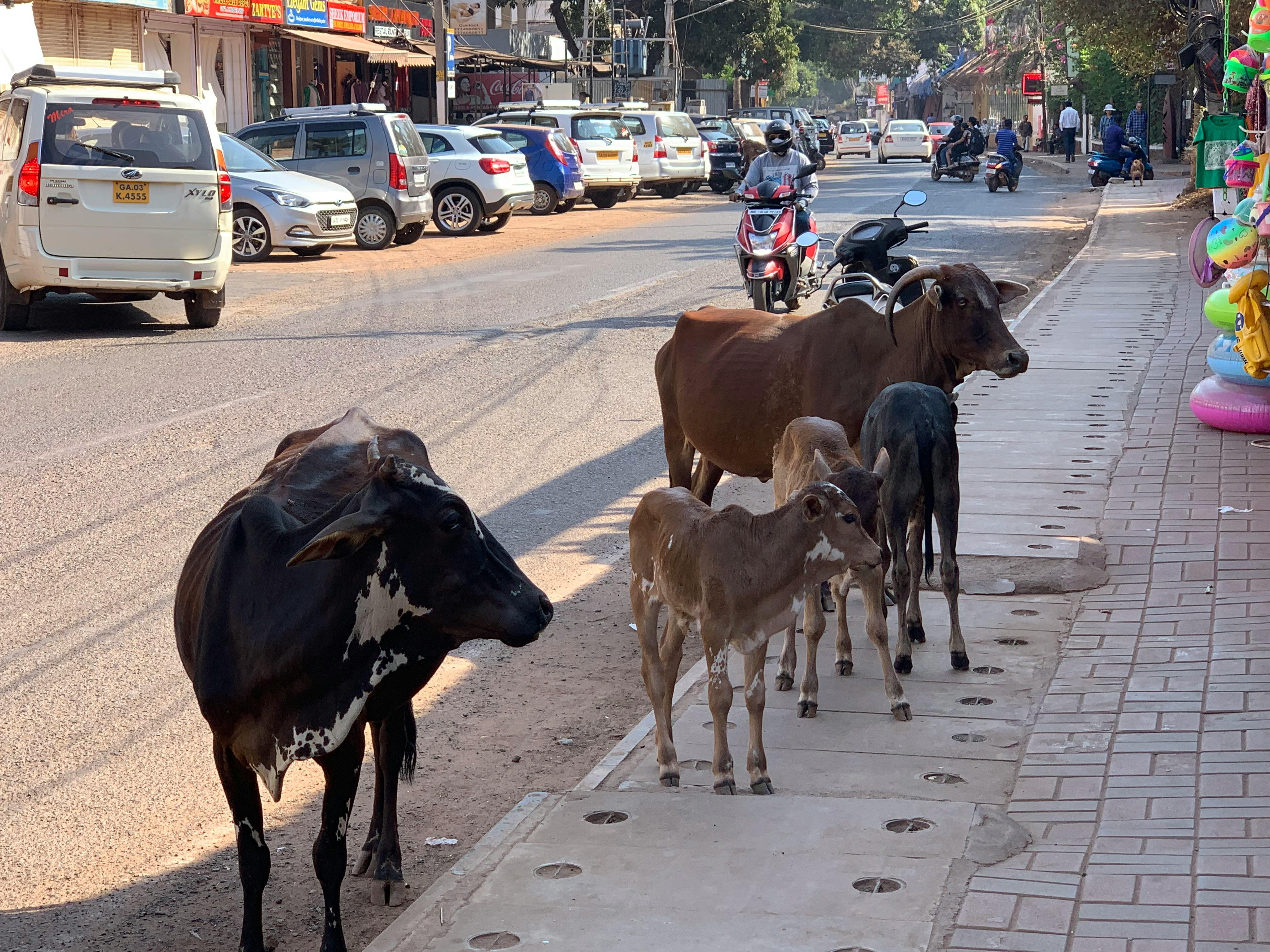 インド 牛 聖なる牛の無料の写真素材