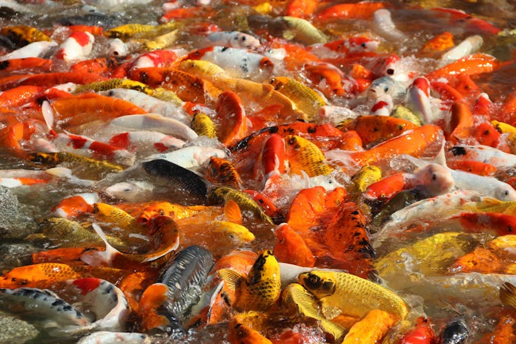 Close Up Of School Of Fish