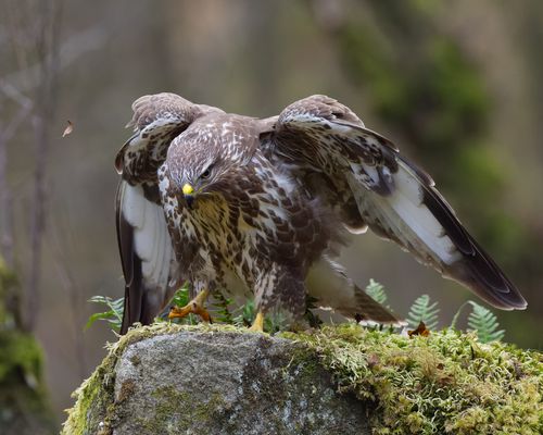 Free Close-up of a buzzard with wings spread, perched on a moss-covered rock in a forest setting. Stock Photo