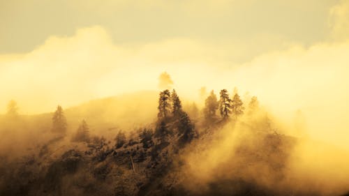 Clouds around Forest on Hill at Sunset