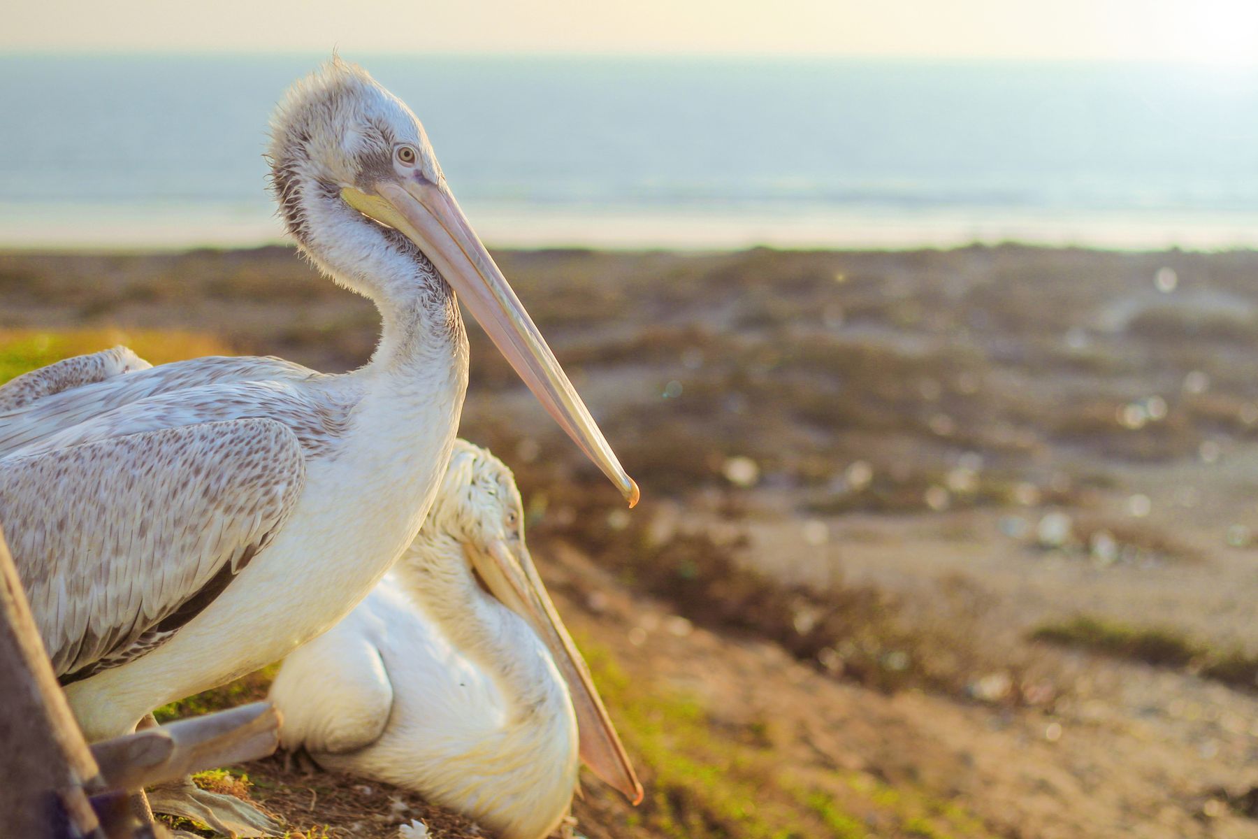 A pair of Dalmatian pelicans resting by the seaside in Ormara, Balochistan, Pakistan.