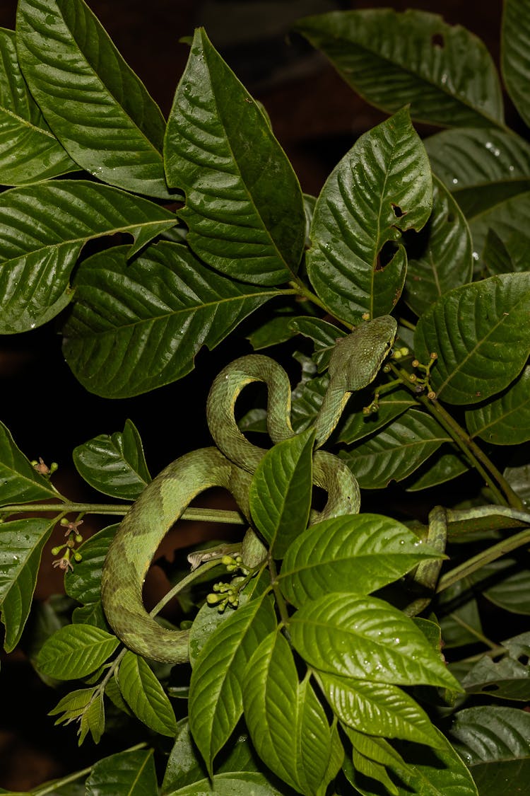 Green Snake On Leaves