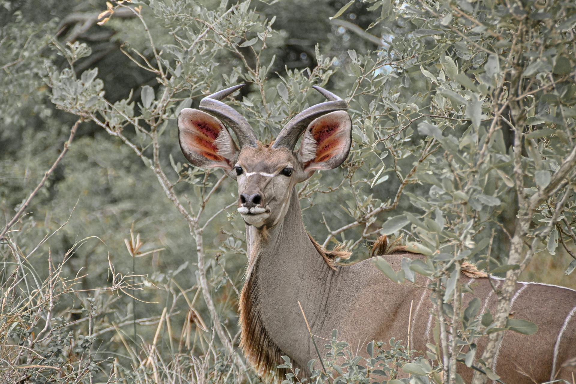 A beautiful portrait of the Greater Kudu in its natural habitat in South Africa.