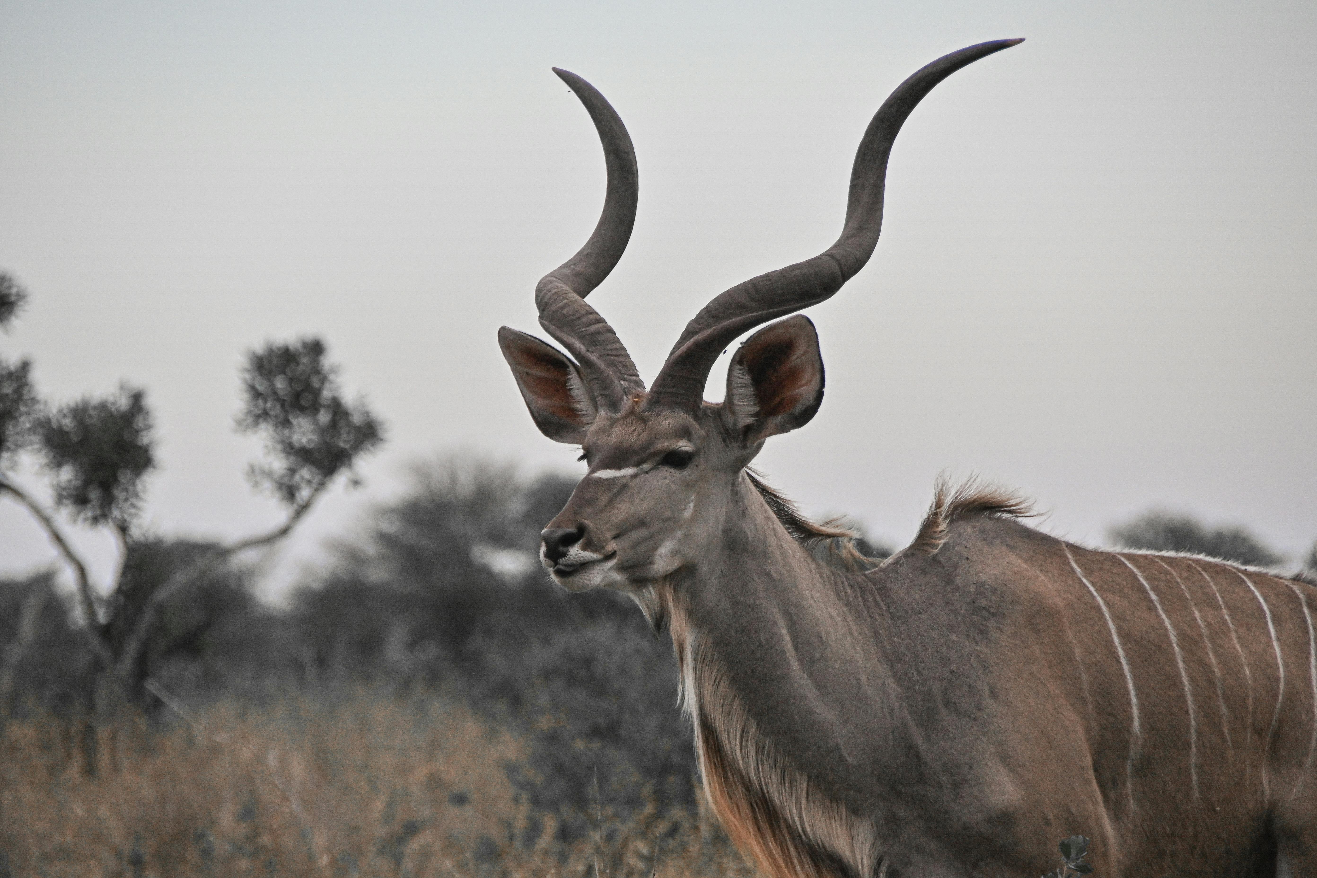 A stunning male Greater Kudu (Tragelaphus strepsiceros) with impressive horns in the South African savannah.
