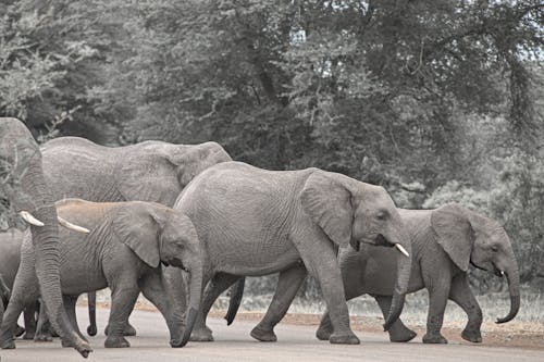 Kostnadsfri bild av djurfotografi, elefanter, natur