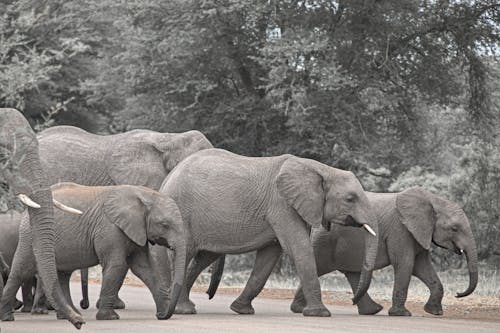 Elephants in Nature