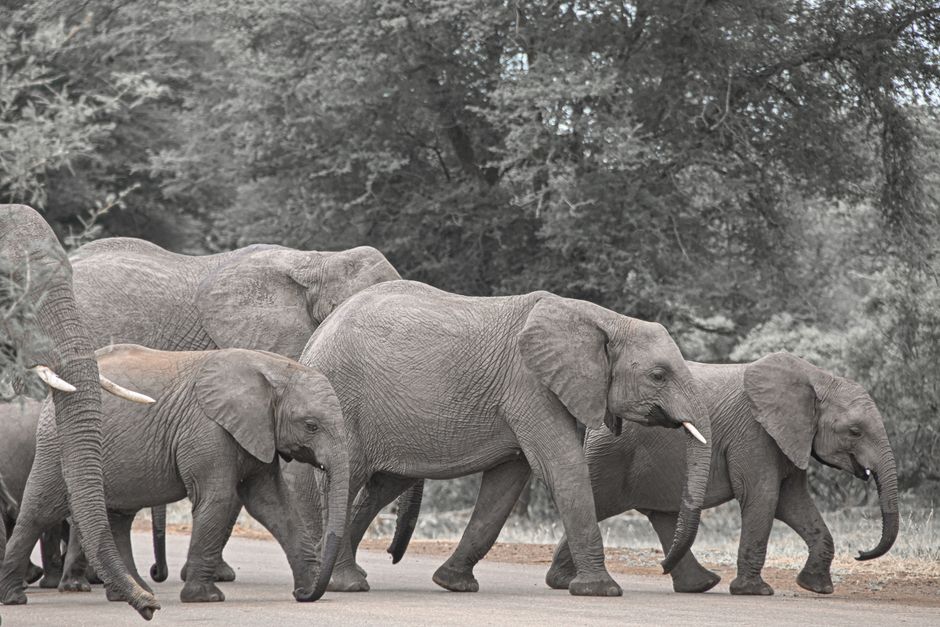 A group of African elephants crossing a road in a South African forest.