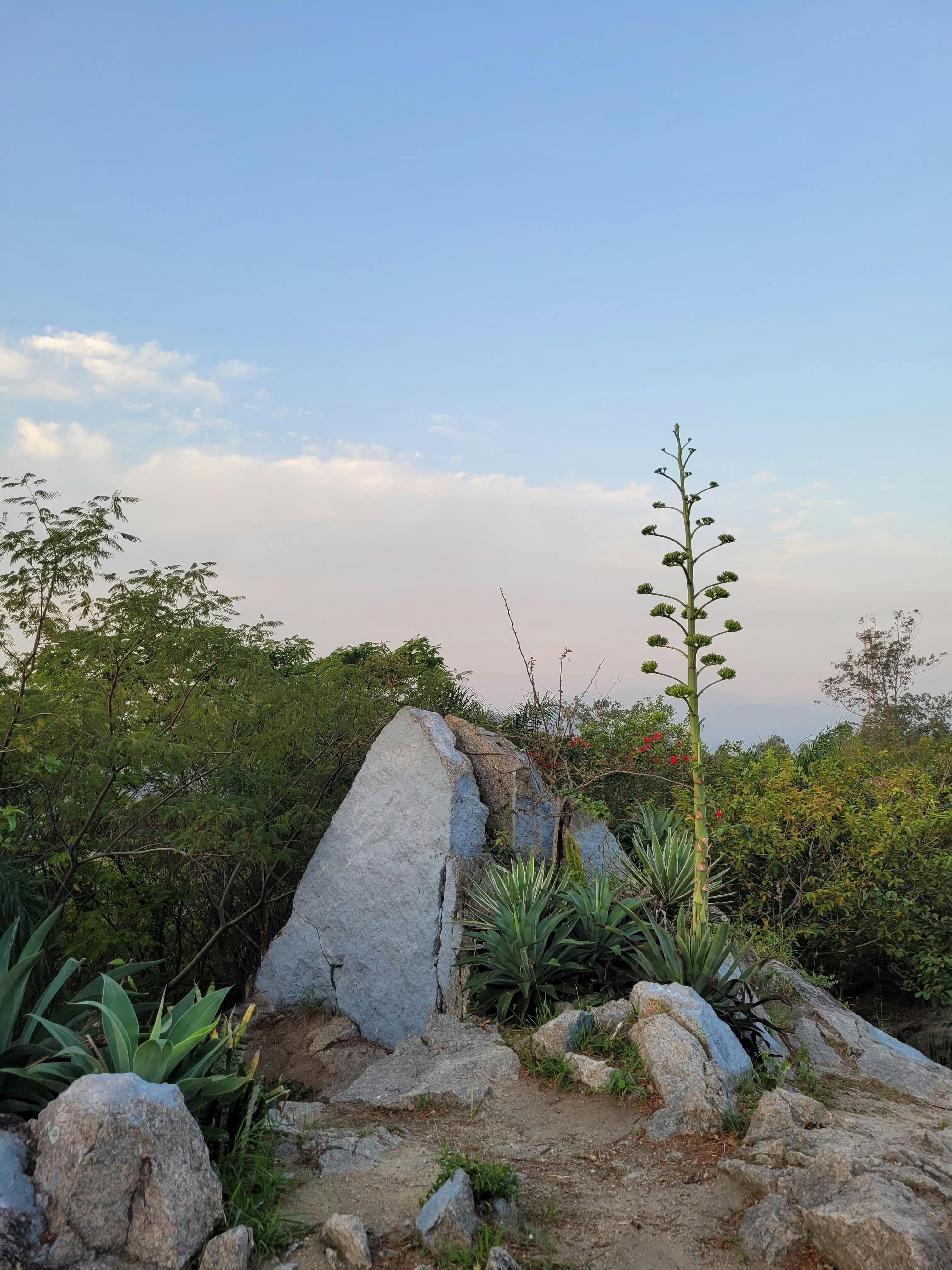 Lush landscape showcasing rocks and plants in Rio de Janeiro.