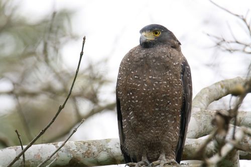Free A crested serpent eagle rests on a branch in its natural habitat, showcasing its keen gaze. Stock Photo