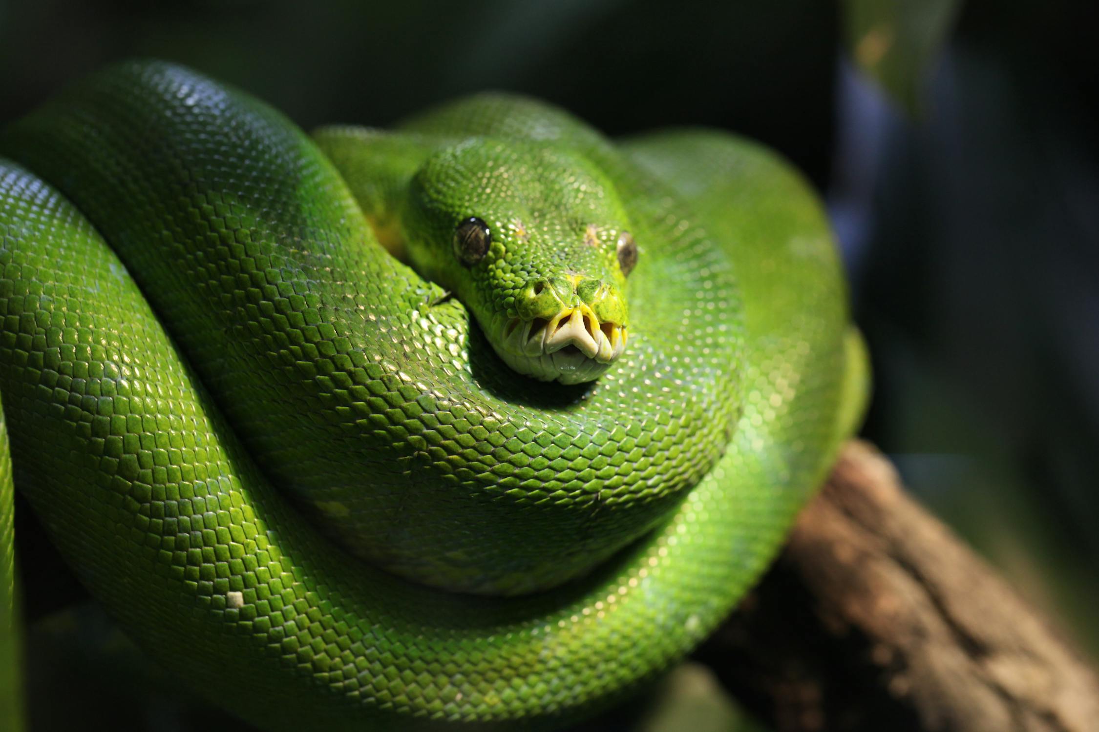 Portrait of a Green Tree Python · Free Stock Photo