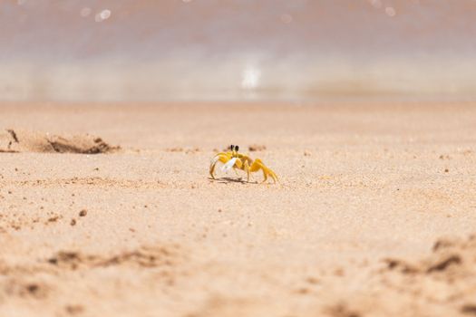 A yellow ghost crab on sandy beach in João Pessoa, Brazil, under a clear sky.