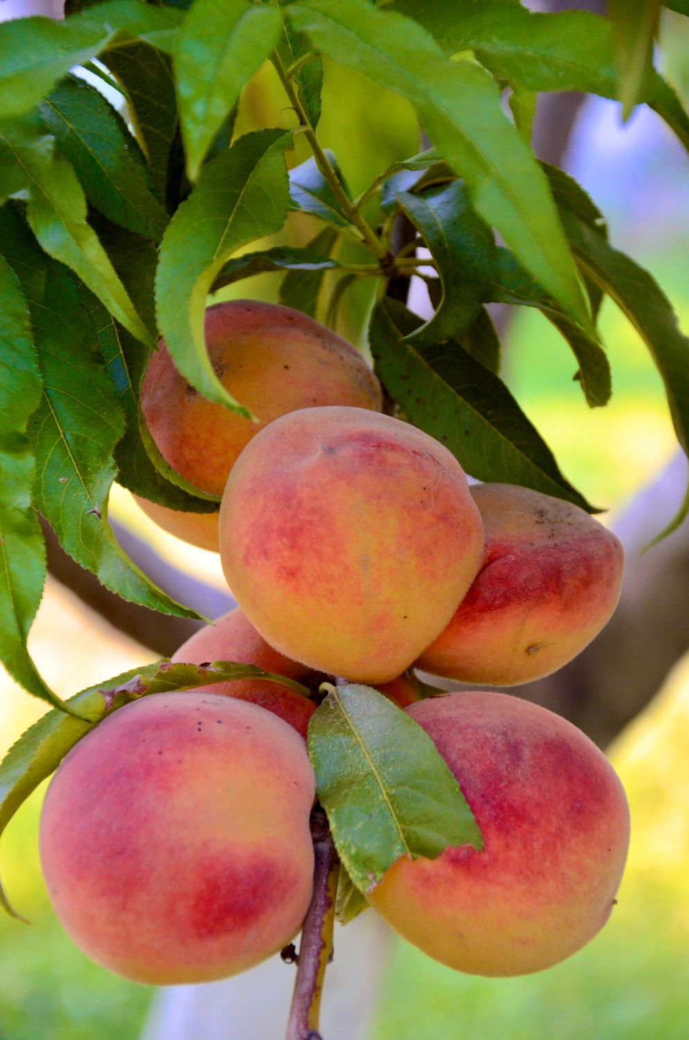 Close Up Of Peach In Nature Free Stock Photo Close Up Of Peach In Nature Free Stock Photo