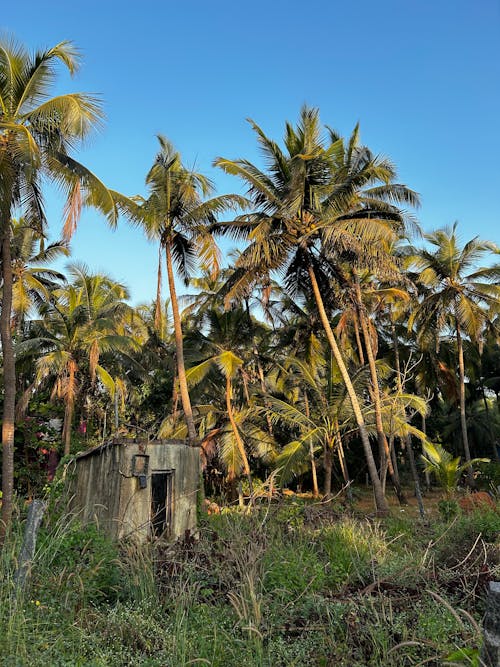 Palms by the Jungle in Sunlight 