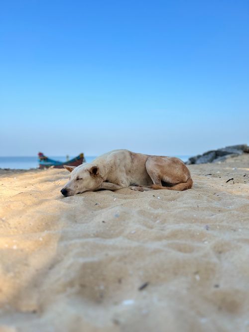 Free A tranquil scene of a dog resting on a sunny beach with blue skies and a distant boat. Stock Photo